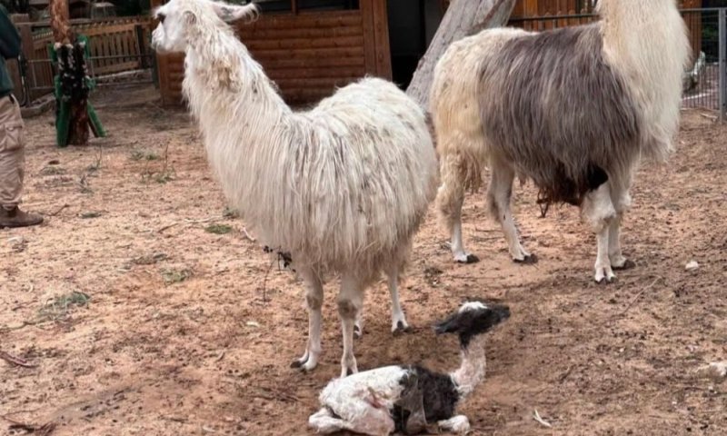 ראש העירייה בפנייה מרגשת לתושבים:  עזרו לנו למצוא שם לגורת לאמה