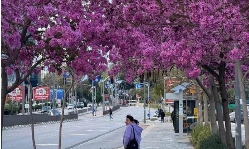 רמת גן מתכוננת לפסח בצל הלחימה: ניקיון מוגבר, פריחה ברחובות וסיוע לאלפי משפחות