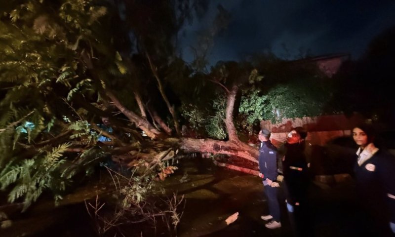 הרוחות העזות עשו שמות: עץ קרס ברמת גן ופצע צעיר &ndash; נזקים נרחבים לרכבים באזור