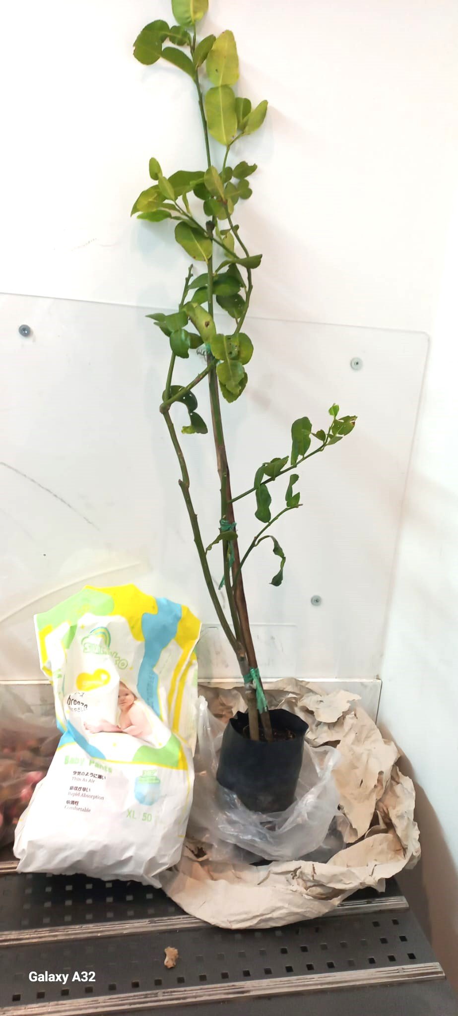 משרד החקלאות וביטחון המזון