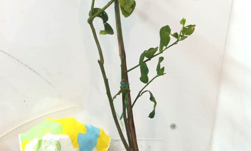 עץ לימון נגוע במחלה שהגיע מתאילנד נמצא במזוודה של תושב חולון