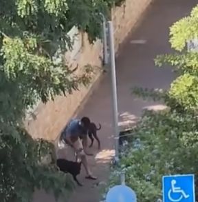 תושב חולון נעצר אחרי שהתעלל בכלבו