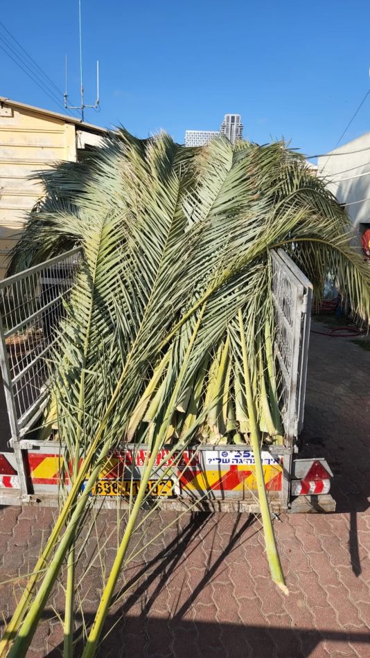 לקראת סוכות: סכך חינם לתושבי בת ים