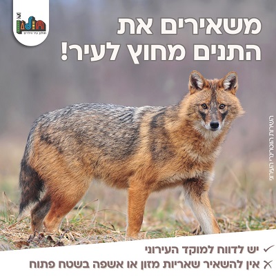 בחולון פועלים להרחקת התנים מרחובות העיר
