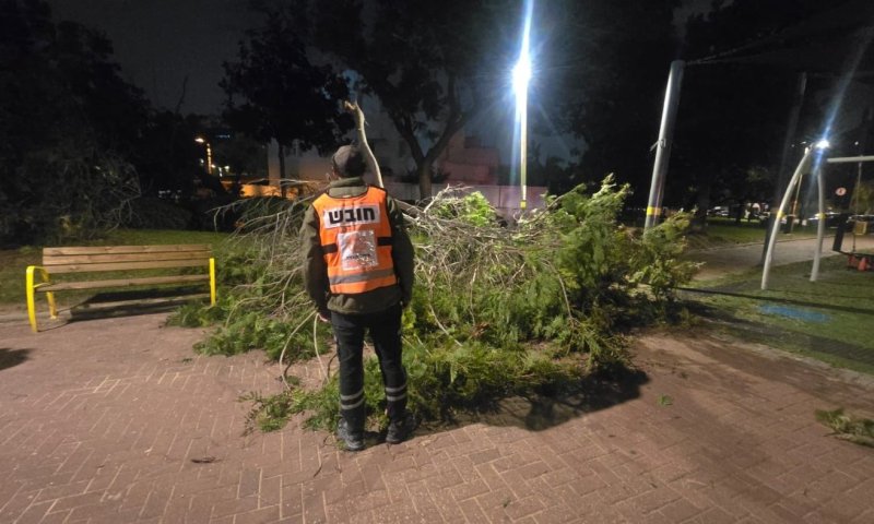 עץ קרס במערב ראשון לציון