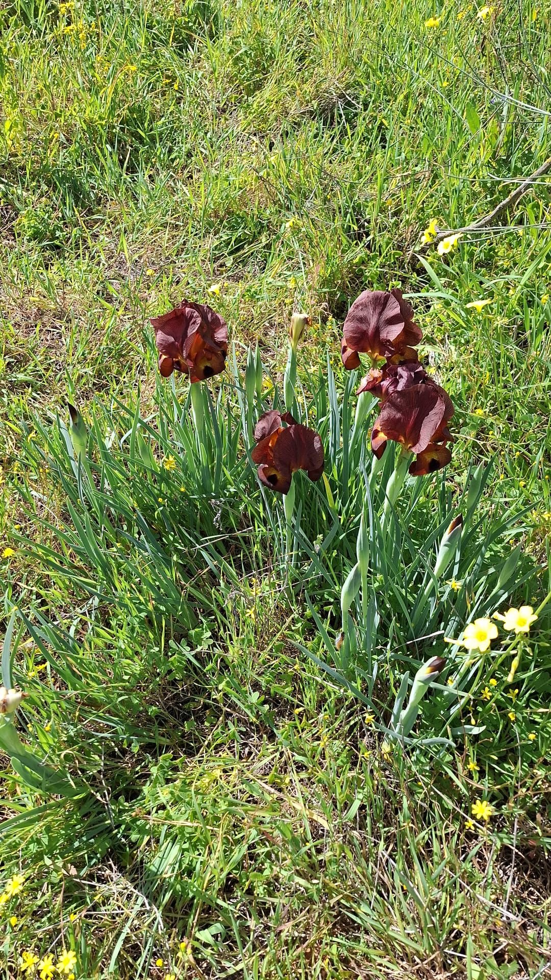 עיריית ראשון לציון