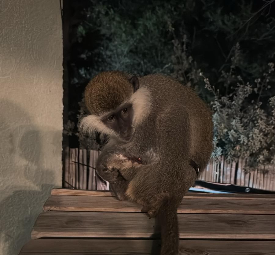 קוף נטוש אותר בראשון לציון