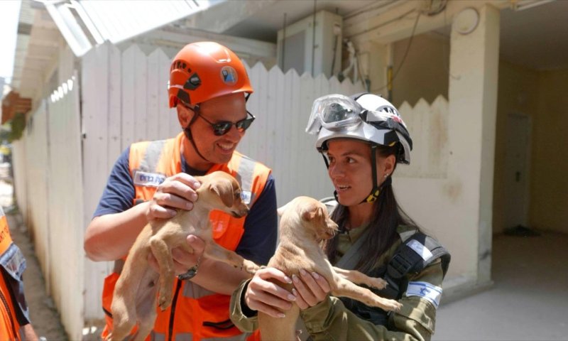 אותרו 2 גורי כלבים בחיים, יומיים לאחר פגיעת הטיל בבת ים