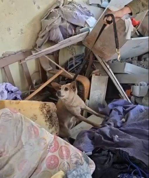 צביקה הכלב חולץ בחיים מבין ההריסות בראשון לציון