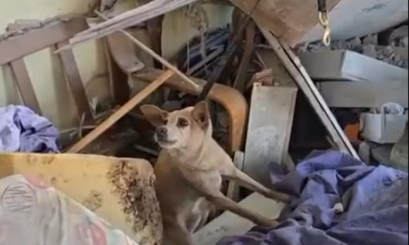 צביקה הכלב חולץ בחיים מבין ההריסות בראשון לציון