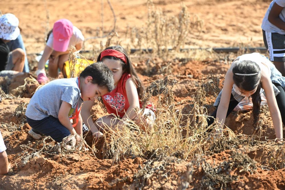 ראשון לציון: הפנינג קטיף תפוחי אדמה ללא תשלום