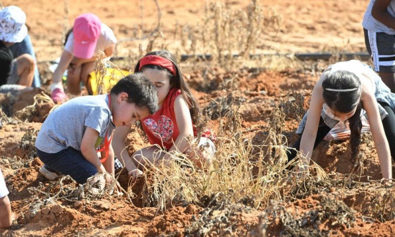 ראשון לציון: הפנינג קטיף תפוחי אדמה ללא תשלום