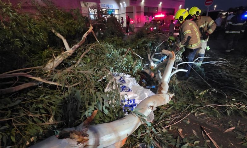 אדם נהרג מקריסת עץ בשטח המרכז הרפואי שמיר אסף הרופא