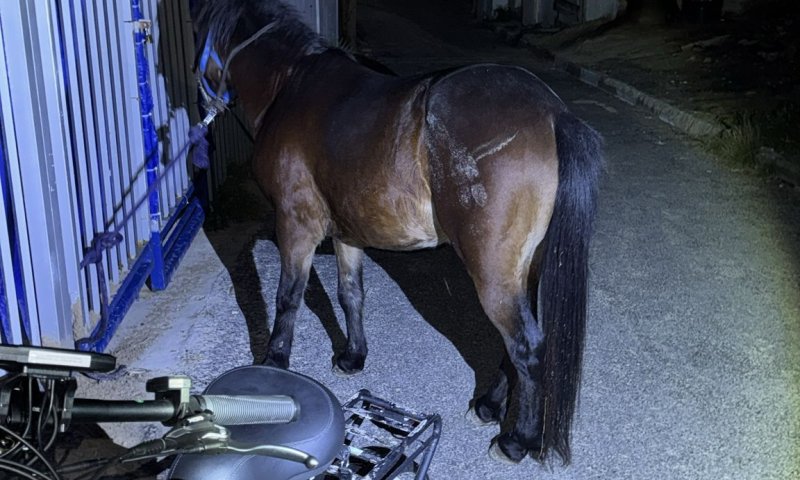 נתפסו תושבי יפו ששיחררו סוסים בחוף בבת ים