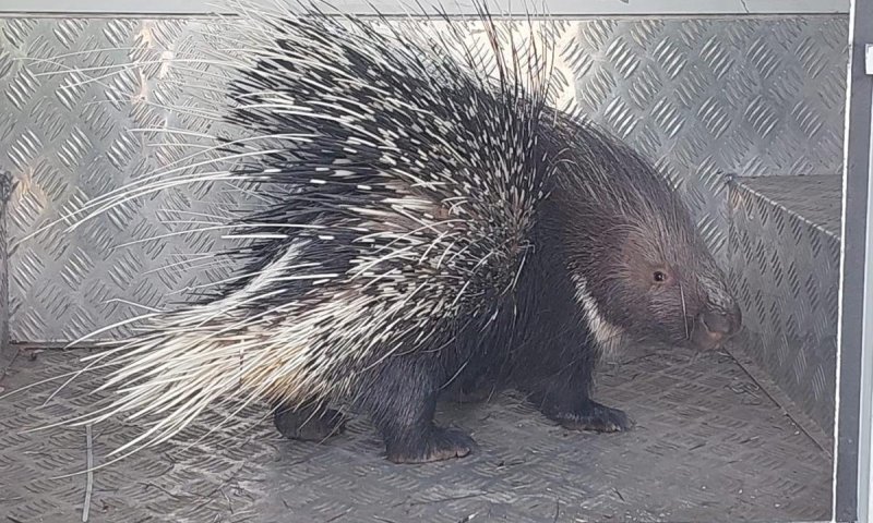 דורבן שנלכד בראשון לציון, שוחרר בשלום חזרה לטבע