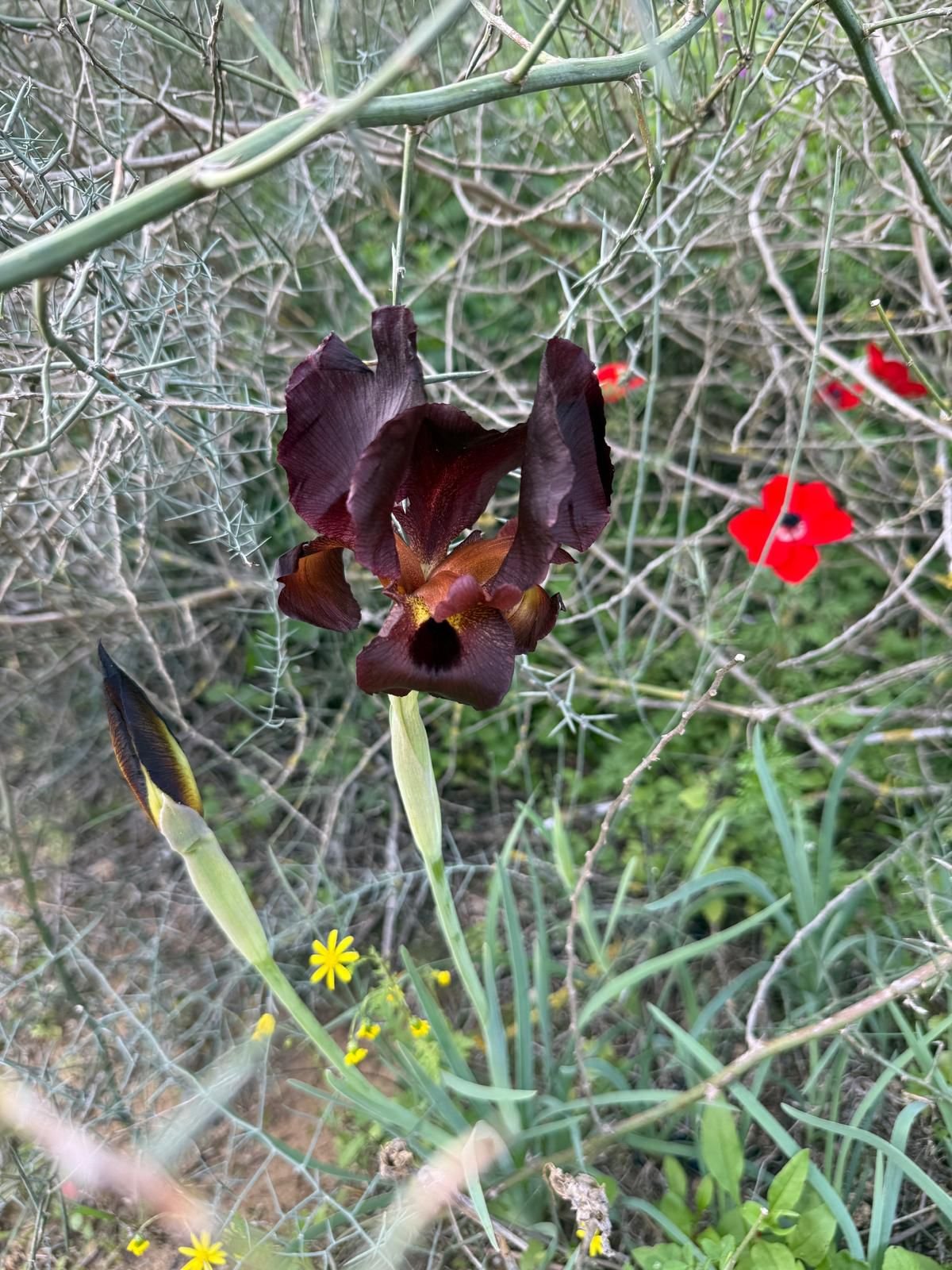 עיריית ראשון לציון