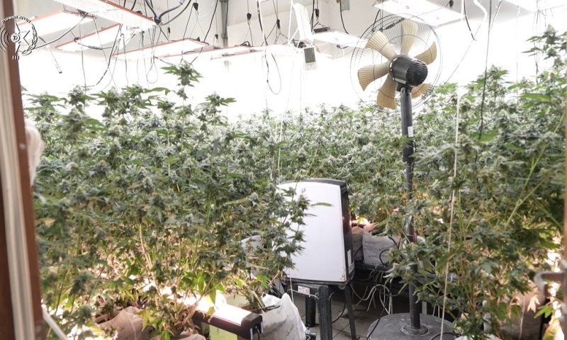 אלפי שתילי קנאביס נתפסו במעבדות סמים בראשון לציון, חולון ואזורים נוספים