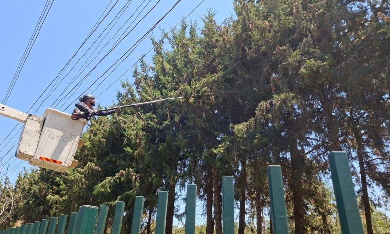 נערכים מראש: חברת החשמל השלימה עבודות גיזום בחולון