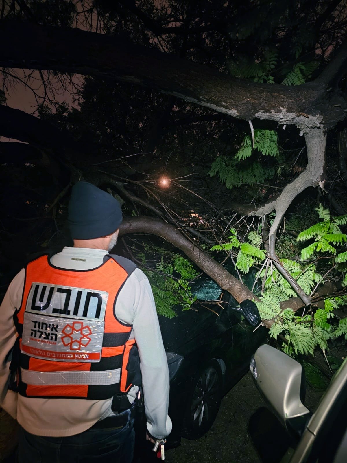עצים קרסו בשכונת ותיקים ובמרכז חולון
