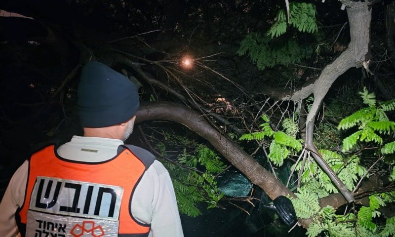 עצים קרסו בשכונת ותיקים ובמרכז חולון
