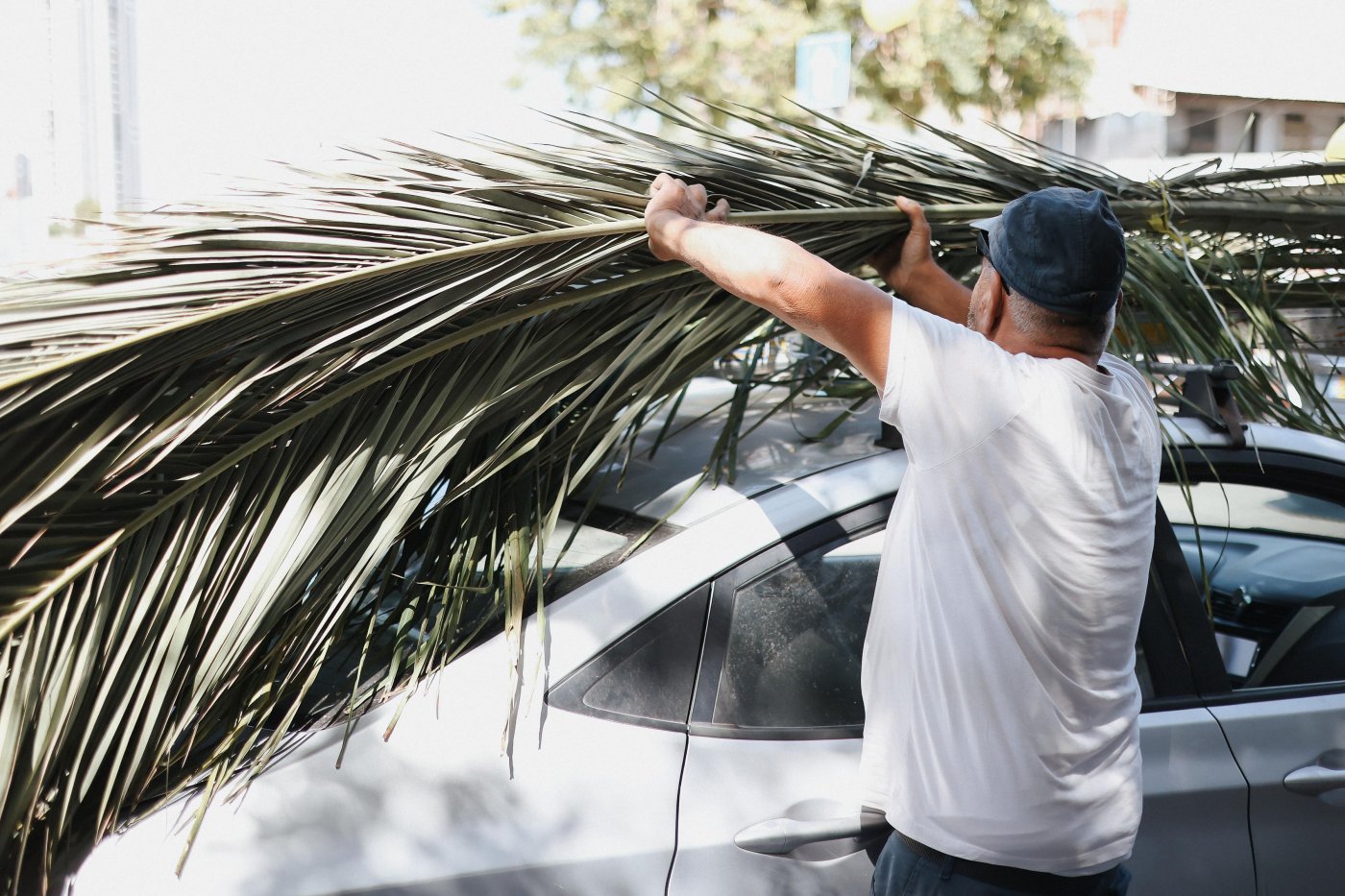 לקראת סוכות: חלוקת סכך חינם בבת ים