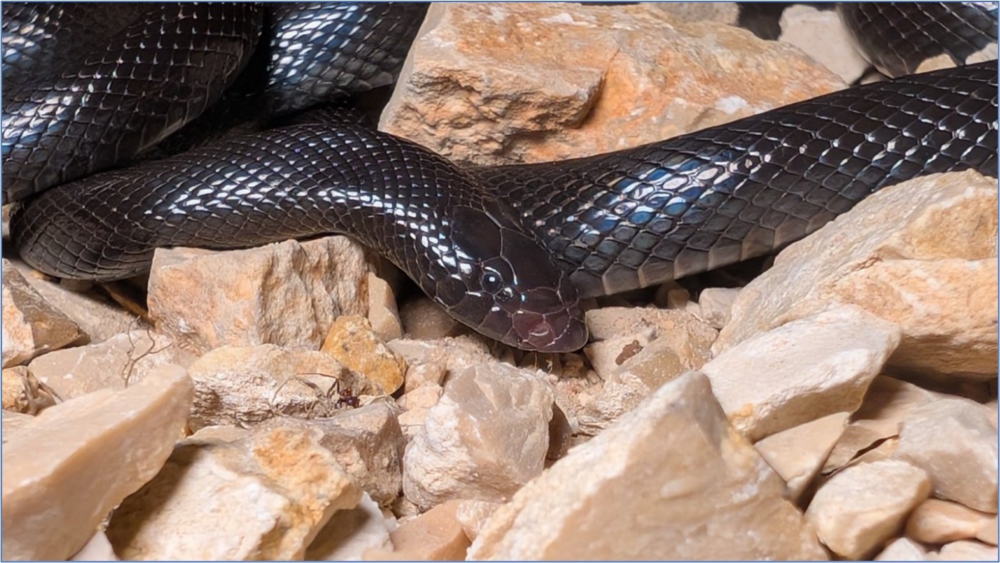 יוסי ג׳ימי לוכד נחשים