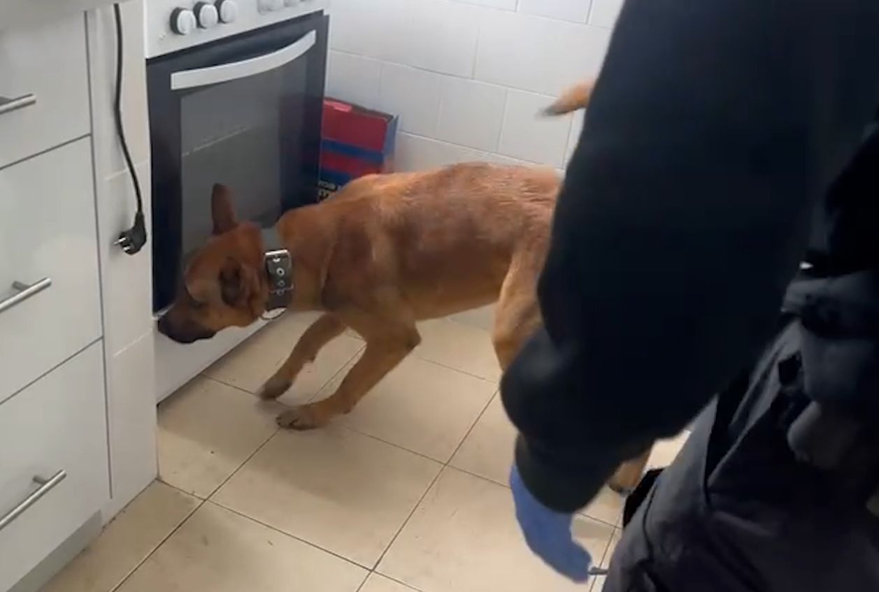 תושב ראשון לציון נעצר אחרי שכלב משטרתי מצא אקדח שהוחבא בתנור