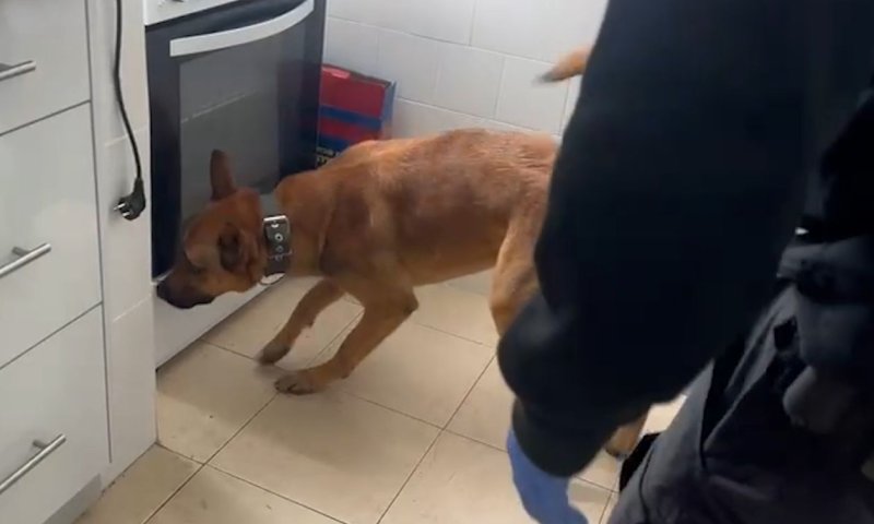 תושב ראשון לציון נעצר אחרי שכלב משטרתי מצא אקדח שהוחבא בתנור