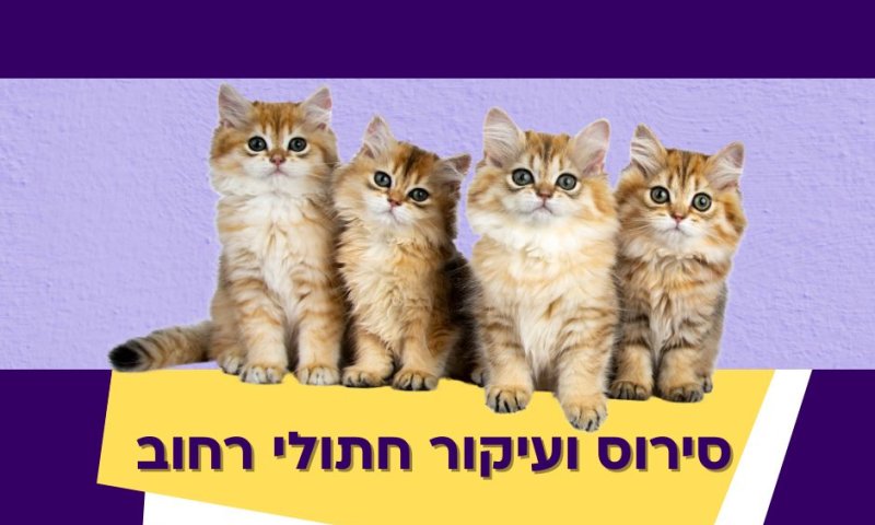 החל מבצע עיקור וסירוס חתולי הרחוב בחולון