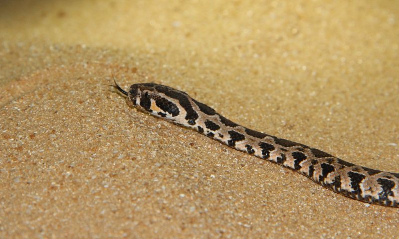 נחשים באזור אשדוד: המינים הנפוצים, בתי הגידול ואיך לפעול במפגש עם נחש