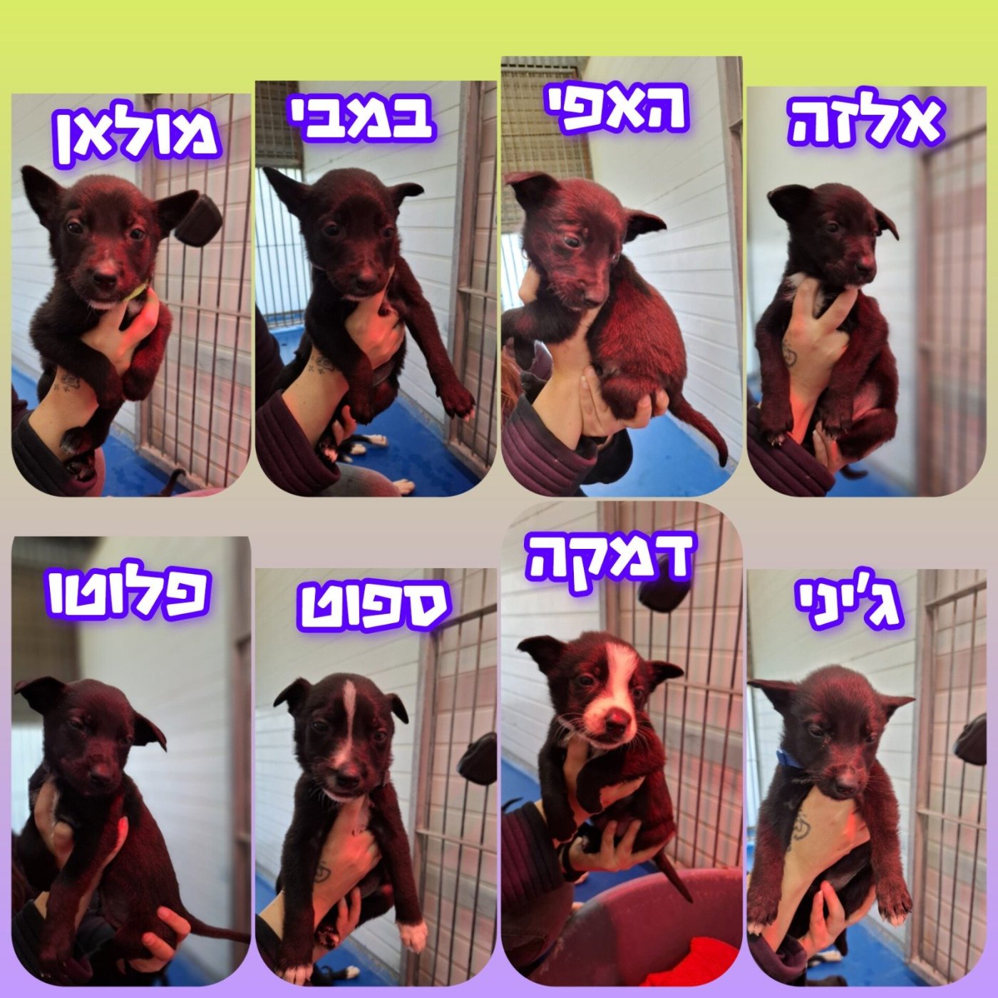עיריית ראשון לציון