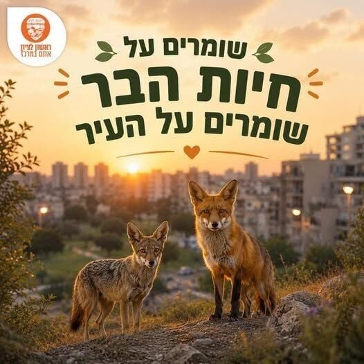 השכנים החדשים בשכונה: למה אנחנו פוגשים יותר תנים ושועלים ברחבי העיר?