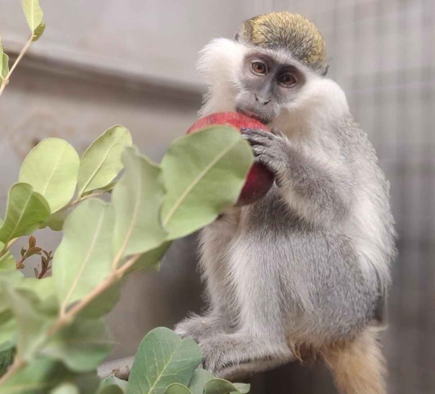מקלט הקופים הישראלי